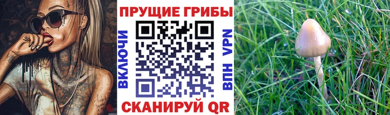 наркотики  Рыльск  hydra ССЫЛКА  Псилоцибиновые грибы мухоморы 